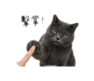 842611421