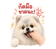 842611900