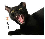 842616155