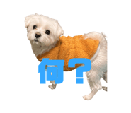 842617003