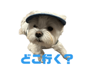 842617005
