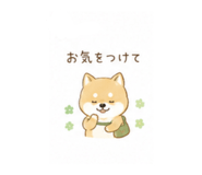 842617772