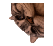 842620384