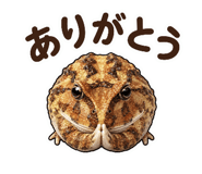 842628955