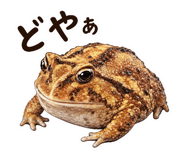 842628964