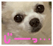 842629515