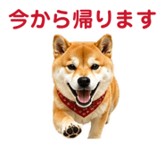 842642471