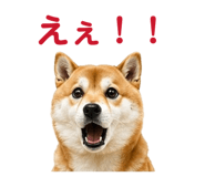 842642492