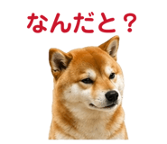 842642493