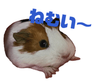 842646455