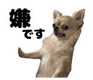 842646833