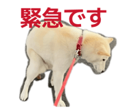 842647365