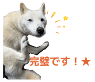 842647371