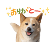 842650127