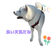 842650251