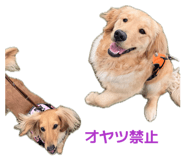 842650252