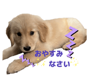 842650300