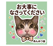 842650558