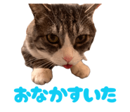 842653701