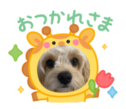 842657597