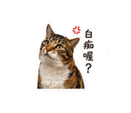 842660419