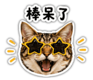 842661400