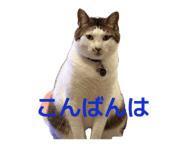 842662339
