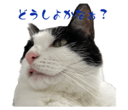 842664700