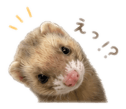 842666062