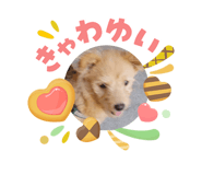 842666812