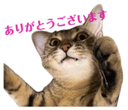 842666852