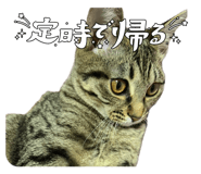 842666853