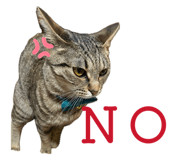 842666864