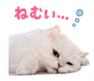 842666881