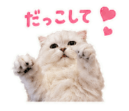 842666886