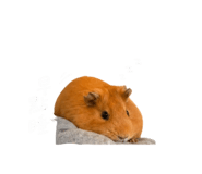 842669829