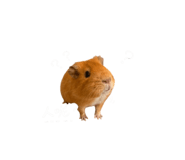 842669832