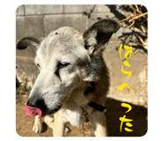 842673878