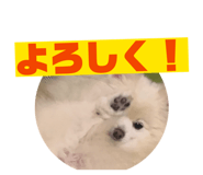 842675151