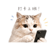842677351