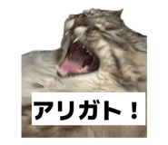 842683154