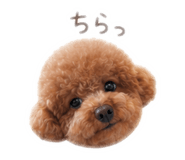 842683748