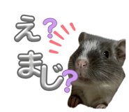 842684510