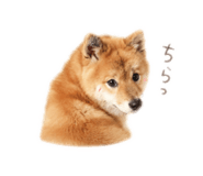 842685067