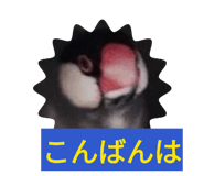 842685375