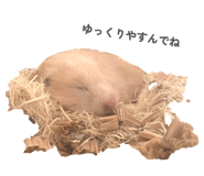 842685567