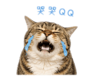 842688164
