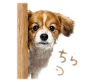 842689087