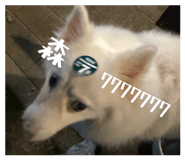 842692827