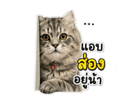 842696822